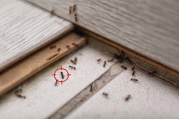 Best Residential Pest Control  in Sun City West, AZ