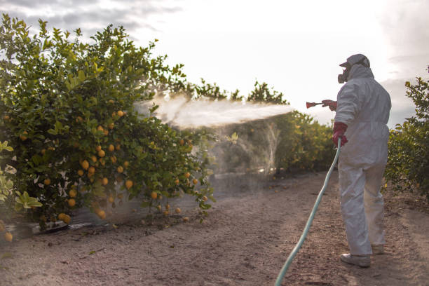 Best Pest Prevention Services  in Sun City West, AZ