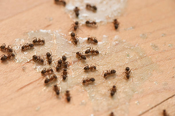 Trusted Sun City West, AZ Pest Control Experts