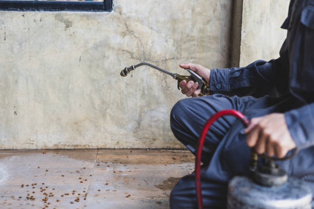 Best Termite Control Services  in Sun City West, AZ