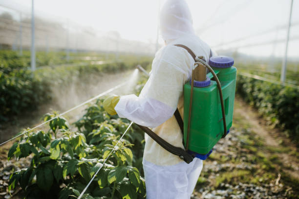 Best Pest Removal Services  in Sun City West, AZ